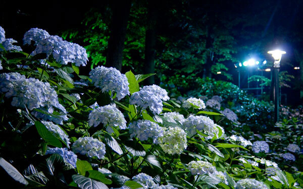 梅雨の東京を鮮やかに彩る、絶対に行きたい「あじさい祭り」3選