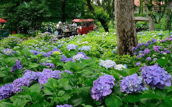 梅雨の東京を鮮やかに彩る、絶対に行きたい「あじさい祭り」3選