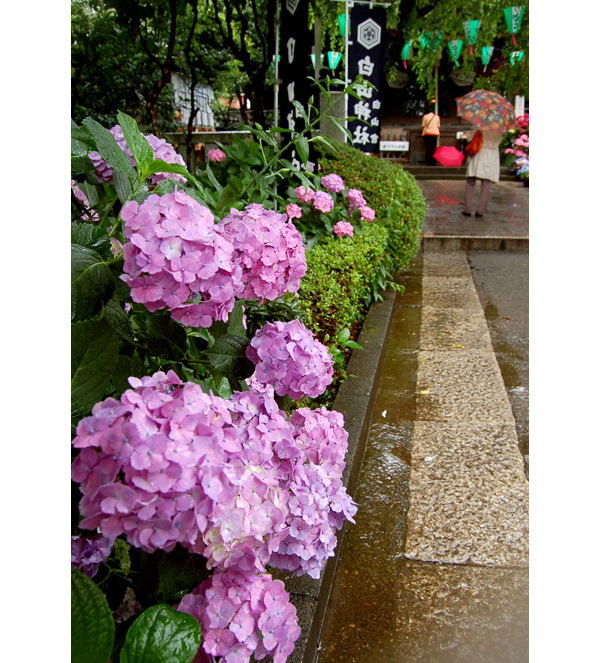 梅雨の東京を鮮やかに彩る、絶対に行きたい「あじさい祭り」3選