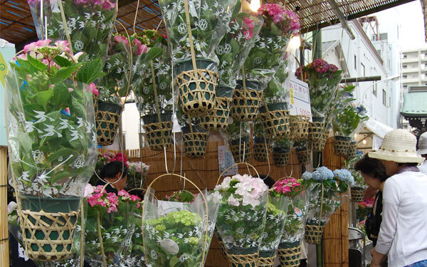 梅雨の東京を鮮やかに彩る、絶対に行きたい「あじさい祭り」3選