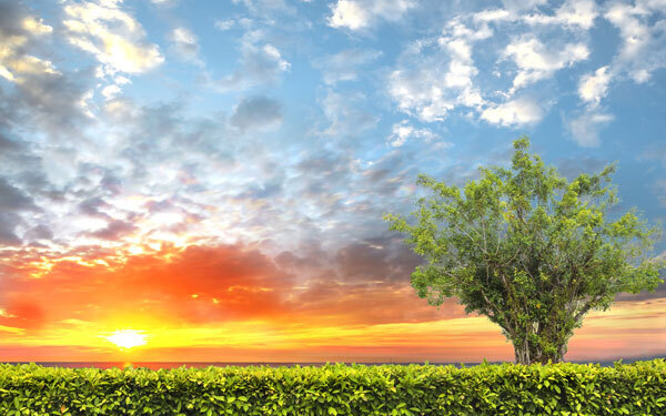 7月13日～7月19日の週間運勢ランキング！ 1位の星座は…？