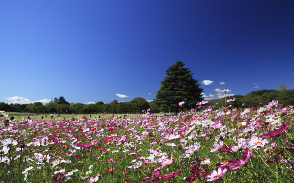 シルバーウィークにぴったり！　コスモス・彼岸花が咲き乱れるスポット
