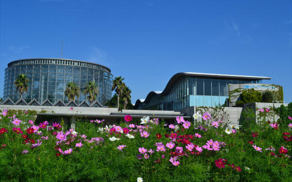 シルバーウィークにぴったり！　コスモス・彼岸花が咲き乱れるスポット