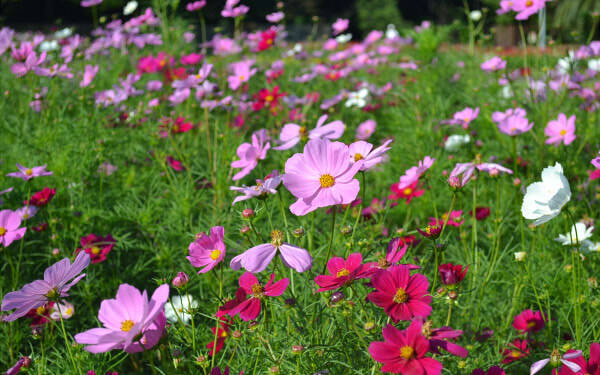 シルバーウィークにぴったり！　コスモス・彼岸花が咲き乱れるスポット