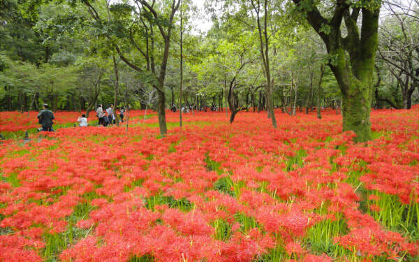 シルバーウィークにぴったり！　コスモス・彼岸花が咲き乱れるスポット