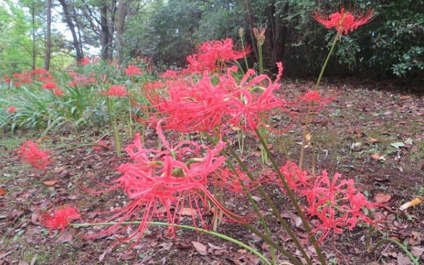シルバーウィークにぴったり！　コスモス・彼岸花が咲き乱れるスポット