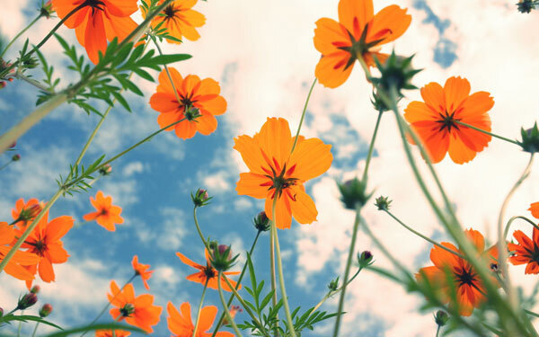 8月31日～9月6日の週間運勢ランキング！ 1位の星座は…？ 