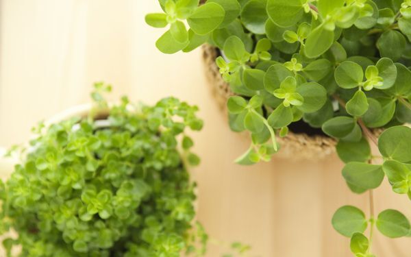 観葉植物で家のなかに癒やしの空間を　真冬につくるインドアガーデン