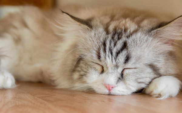  「空気」なんて読まないニャ！【ネコに学ぶ大人女子的Happyな生き方vol.01】