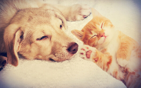 ぐっすり寝ている犬と猫の赤ちゃん