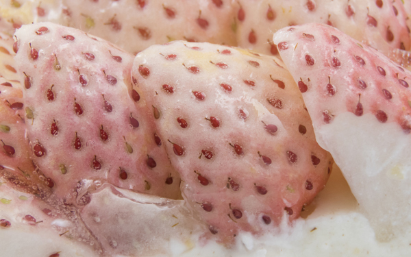 まるで初恋の香り!?　女子が恋する白いイチゴの魅力に迫る