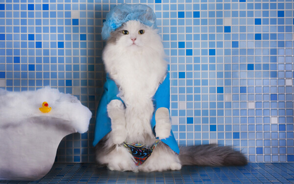 シャワーキャップをかぶったネコ