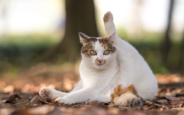 猫モフり放題！　瀬戸内海に浮かぶ猫まみれの島