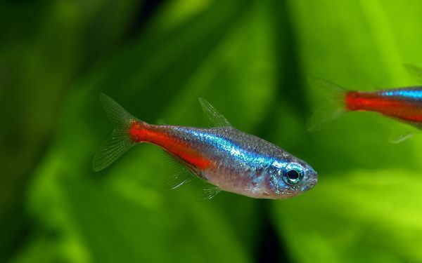 お部屋がプチ水族館に！　美しくて癒やされる「アクアリウム入門」