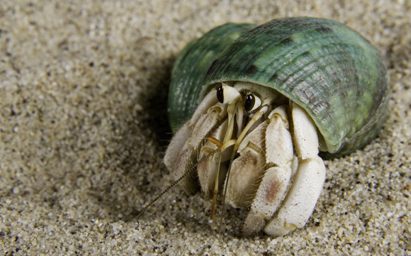 幸せになりたい人が、今すぐヤドカリを飼うべき3つの理由