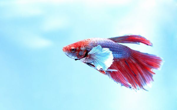 鏡に映すと変化が！　空きビンで飼える熱帯魚「ベタ」の魅力