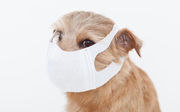 ひもなしの●●タイプも！　女性にうれしい最新マスク事情