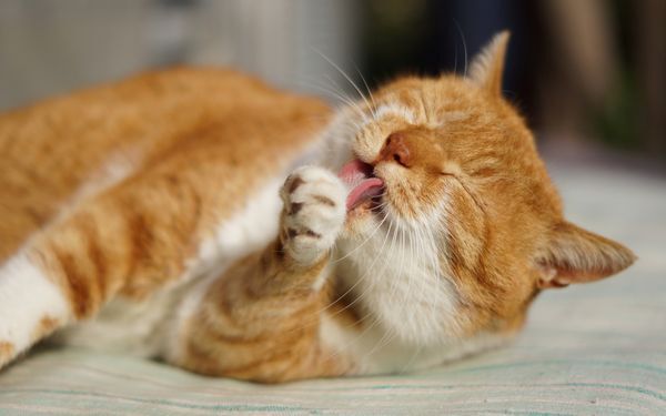 身だしなみには妥協しニャい【ネコに学ぶ大人女子的Happyな生き方vol.02】