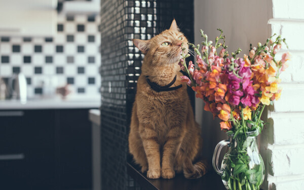 花の匂いをかぐ猫