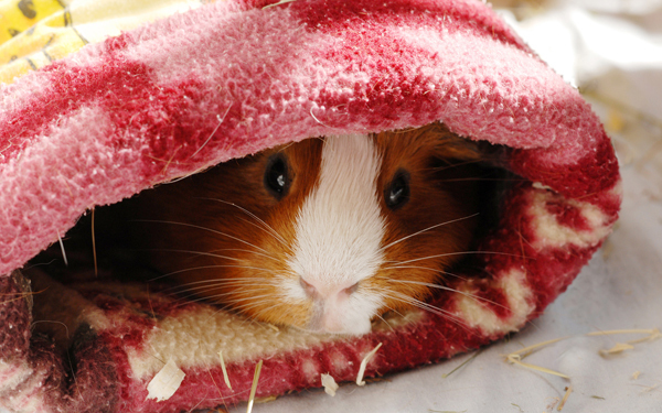 究極の癒やし！　一人暮らしのペットにモルモットをおすすめする理由