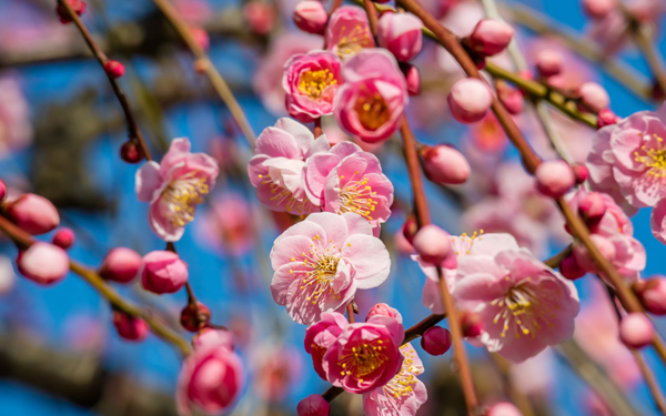 日本の季節24等分にしてみた、「二十四節気（にじゅうしせっき）」の意味って知ってる？