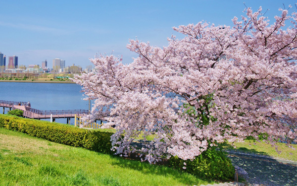 知られざる都内の桜絶景スポットで、ゆっくりお花見
