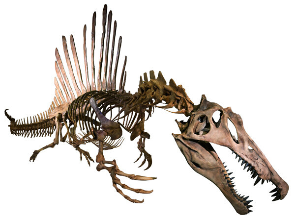 スピノサウルス全身復元骨格正面