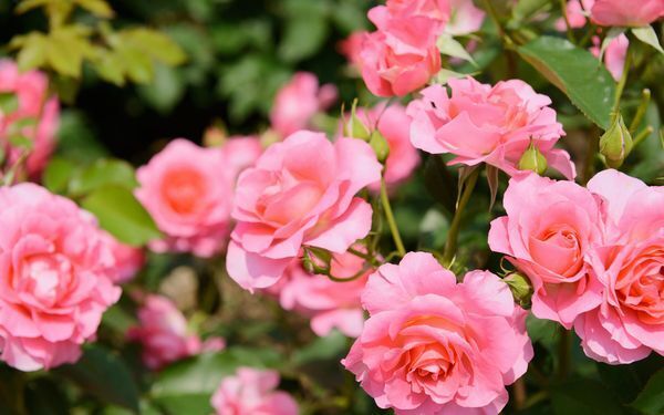 中華料理やビューポイントなども楽しめる　横浜のフラワースポット4選