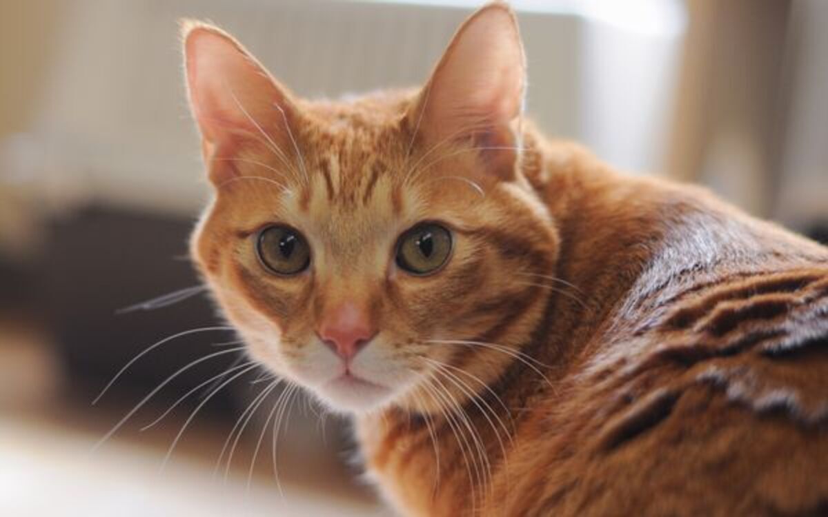 ホラータッチの漫画から美しい猫の図鑑まで 癒やされることまちがいなしの 猫本 3選 ウーマンエキサイト 1 2