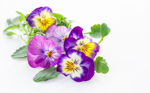 五七五七七で味わう春を詠んだうたを解説・紹介