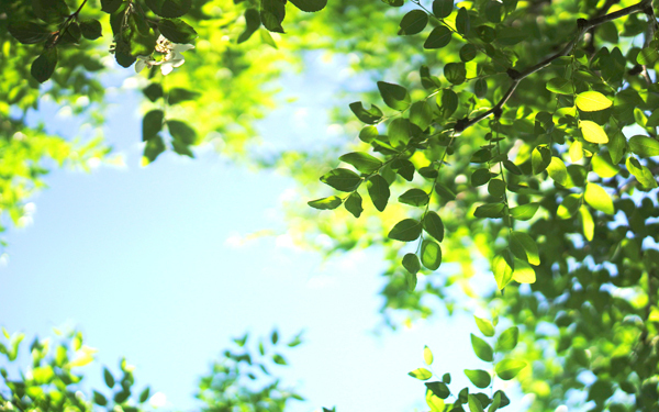五七五七七で味わう春を詠んだうたを解説・紹介