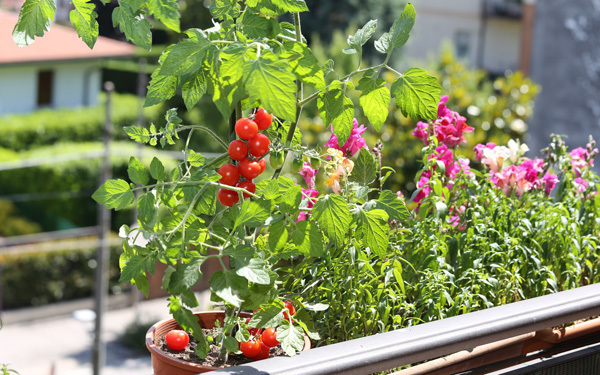私にもできる！ ベランダで簡単に育てられる野菜