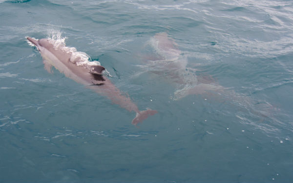 週末は台湾へ。台北から日帰りでイルカウォッチングに行こう！