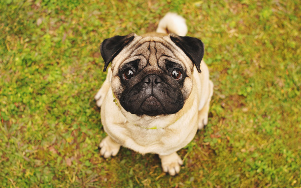 子どもに「犬を飼いたい！」といわれたら一緒に見たい映画3選