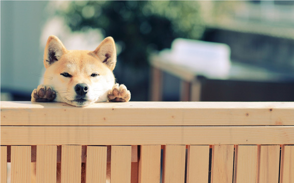 「かわいい」だけでは飼えない！　家庭に犬を迎える場合に考えておきたいこと