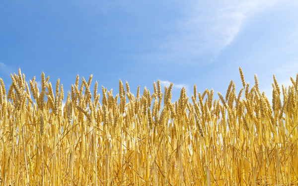 子どもと一緒に行事食　生命のパワーみなぎる季節「小満」