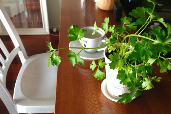 カップ野菜で、楽しいキッチン菜園！　親子で始めるかんたん野菜づくり