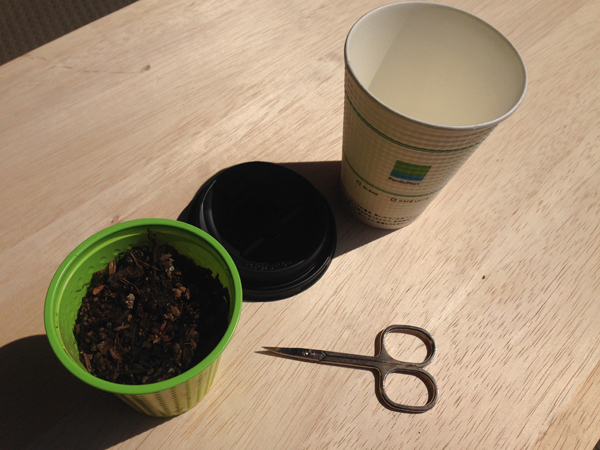 カップ野菜で、楽しいキッチン菜園！　親子で始めるかんたん野菜づくり