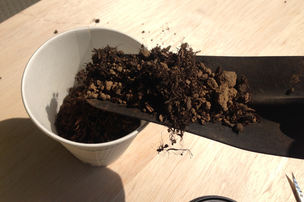 カップ野菜で、楽しいキッチン菜園！　親子で始めるかんたん野菜づくり