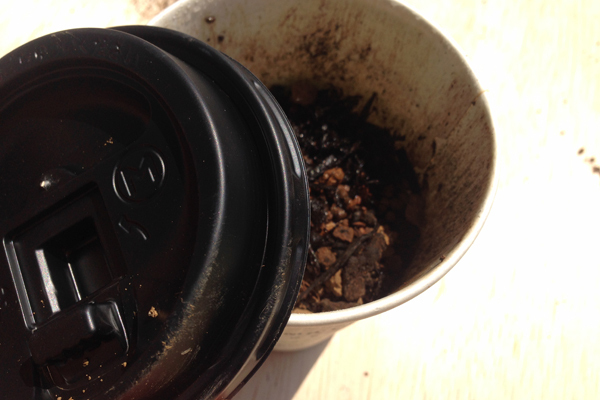 カップ野菜で、楽しいキッチン菜園！　親子で始めるかんたん野菜づくり