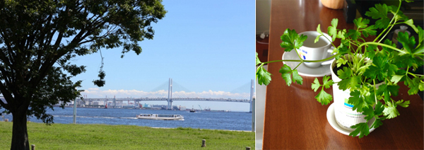 カップ野菜で、楽しいキッチン菜園！　親子で始めるかんたん野菜づくり