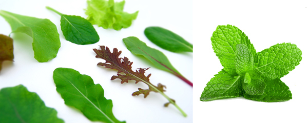 カップ野菜で、楽しいキッチン菜園！　親子で始めるかんたん野菜づくり