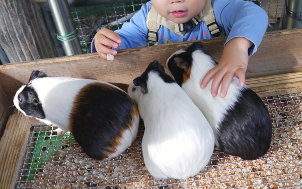 大型遊具や動物、ホタルとのふれあいも！「こども自然公園」