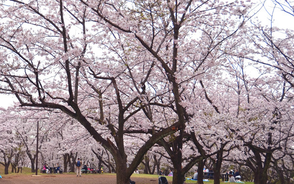 大型遊具や動物、ホタルとのふれあいも！「こども自然公園」