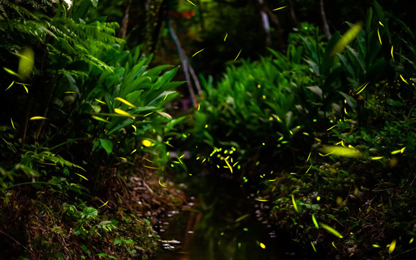 大型遊具や動物、ホタルとのふれあいも！「こども自然公園」