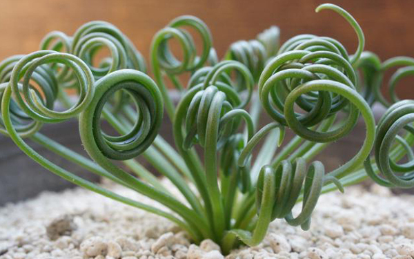 「これ、おもしろい！」　子どもが喜ぶ“ビザールプランツ”とは？