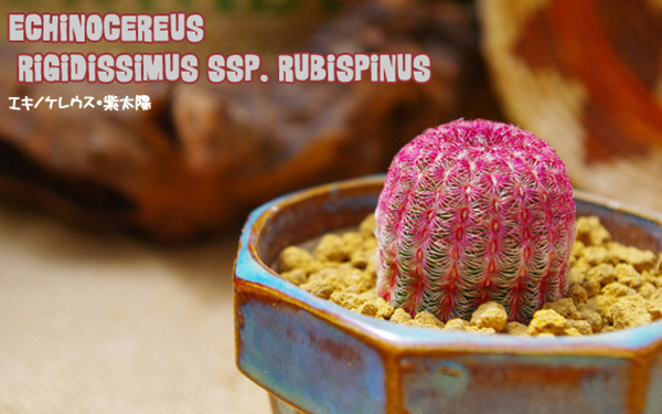 「これ、おもしろい！」　子どもが喜ぶ“ビザールプランツ”とは？