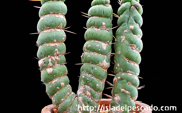 「これ、おもしろい！」　子どもが喜ぶ“ビザールプランツ”とは？