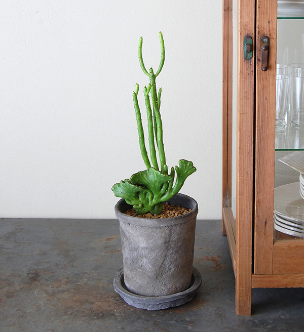 「これ、おもしろい！」　子どもが喜ぶ“ビザールプランツ”とは？