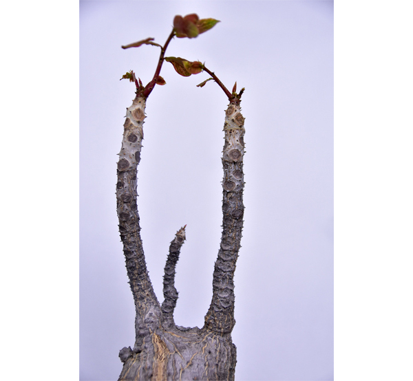 「これ、おもしろい！」　子どもが喜ぶ“ビザールプランツ”とは？